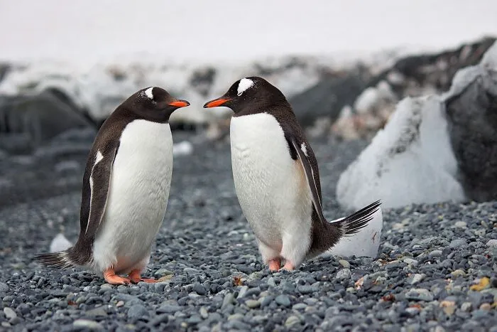36 Penguin Facts That Shed Some Light On These Awesome Birds