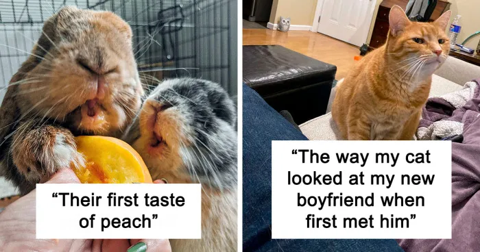 50 Of The Funniest And Cutest Pets' Reactions To Trying Something They'd Never Tried Before (New Pics)