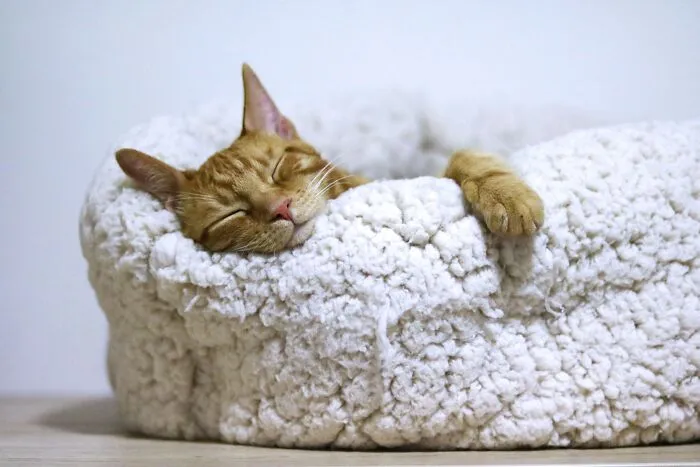 60 Dramatic Pets Whose Drama Queen Skills Are On Point