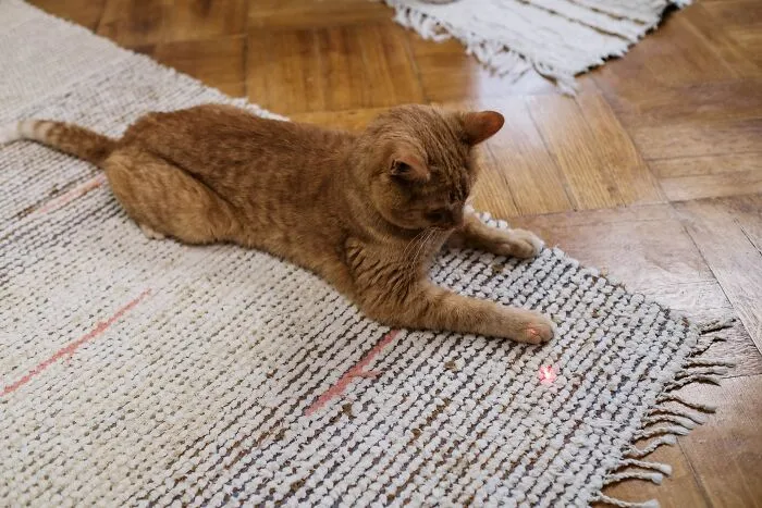 60 Dramatic Pets Whose Drama Queen Skills Are On Point