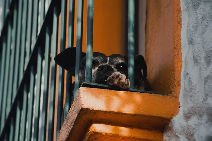 60 Dramatic Pets Whose Drama Queen Skills Are On Point