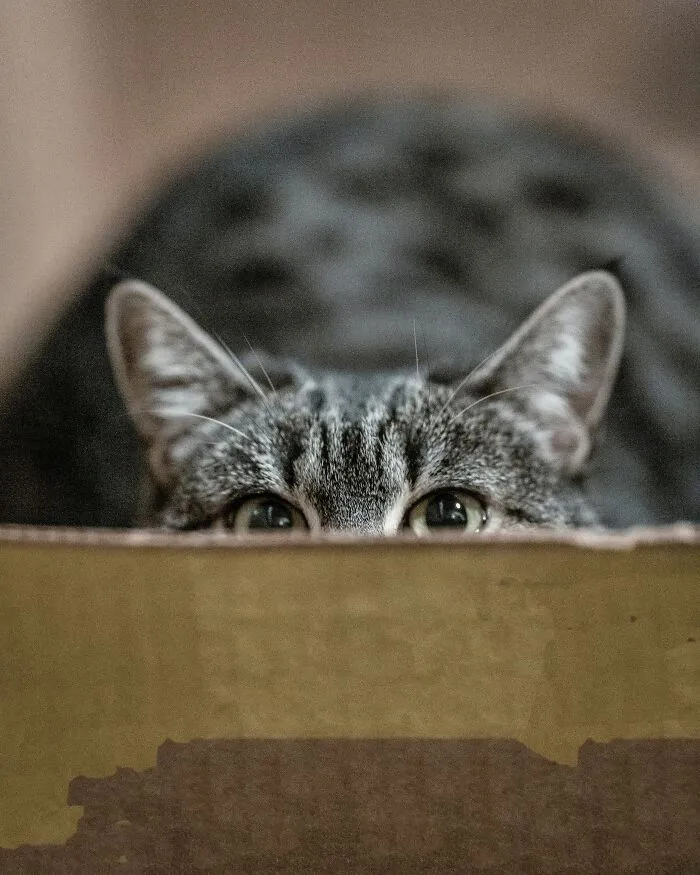60 Dramatic Pets Whose Drama Queen Skills Are On Point