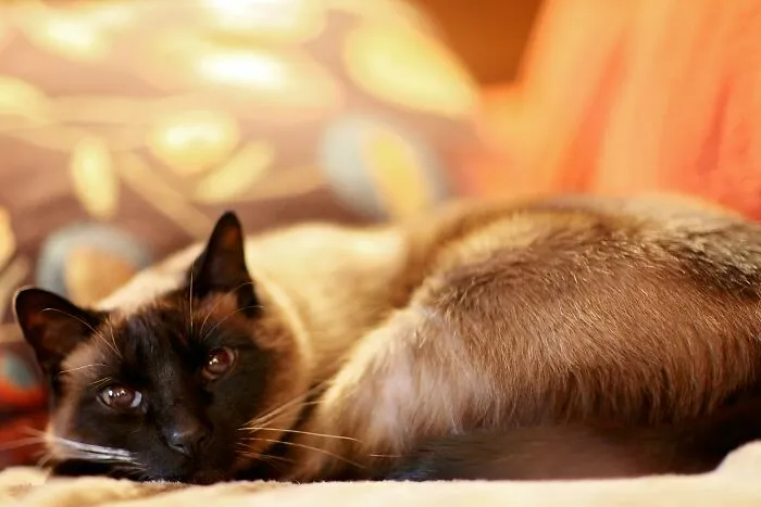 60 Dramatic Pets Whose Drama Queen Skills Are On Point