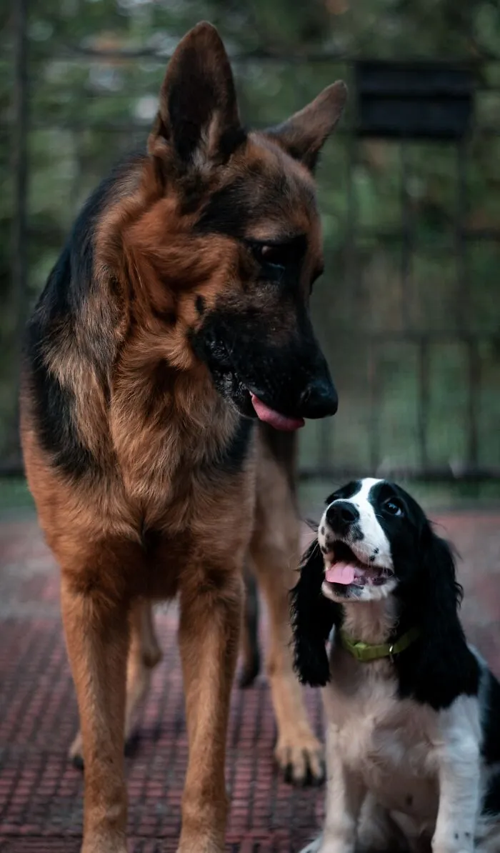 60 Dramatic Pets Whose Drama Queen Skills Are On Point
