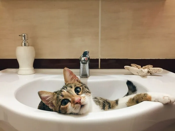60 Dramatic Pets Whose Drama Queen Skills Are On Point