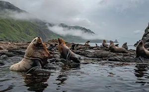 I Traveled To Moneron, A Small Volcanic Island Untouched By Man (10 Pics)