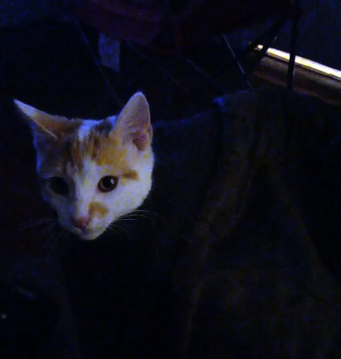 El resto de mi gato no ha cargado. ¿Es normal esto? 