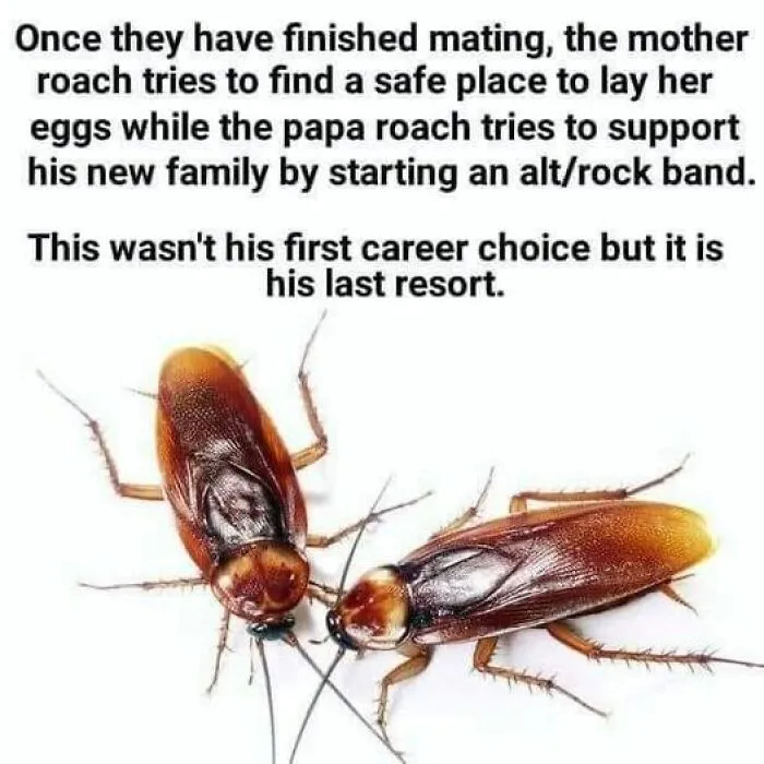 Lol