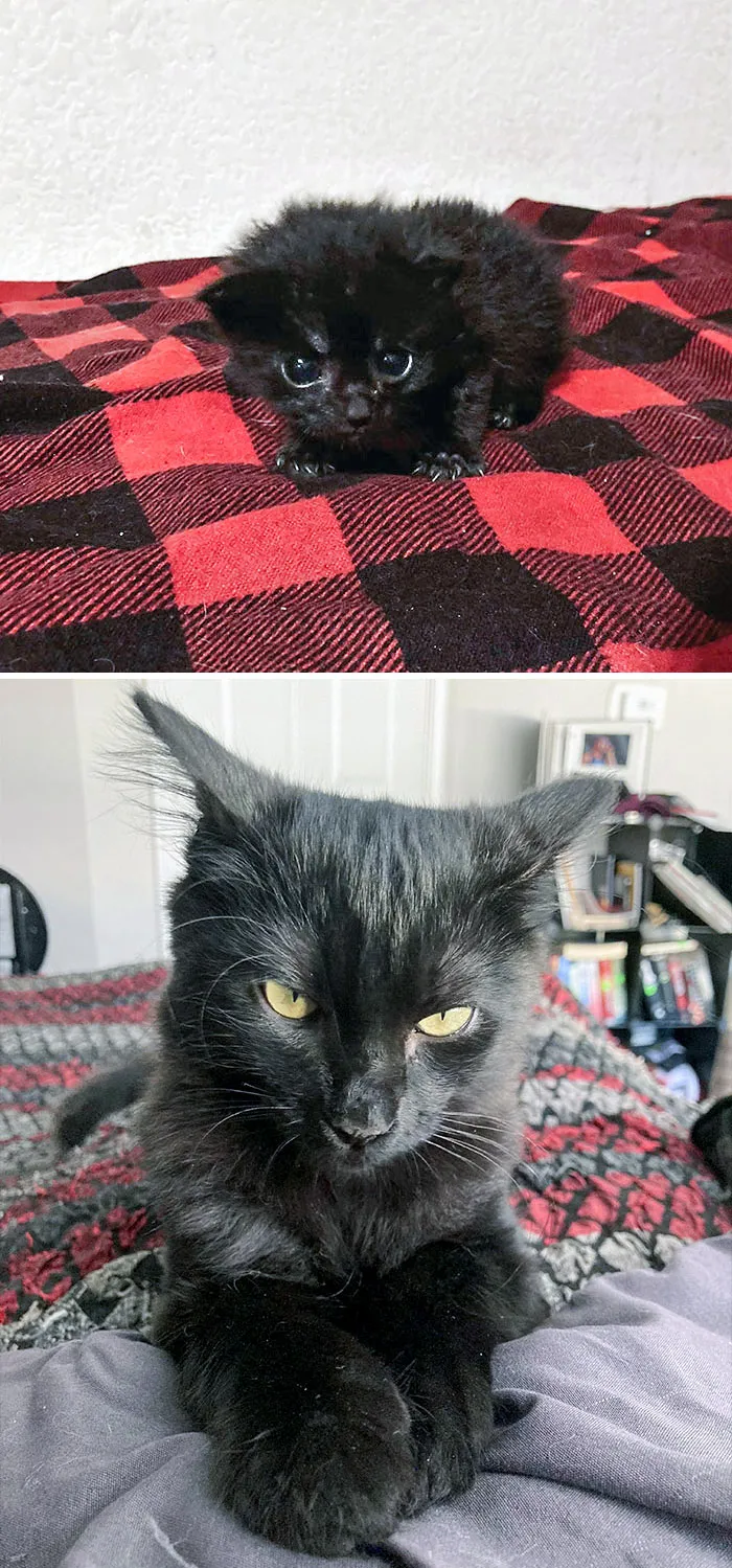 I Found This Kitten Laying On The Ground In A Parking Lot. We Named Him Coffee. Needless To Say, Things Have Changed