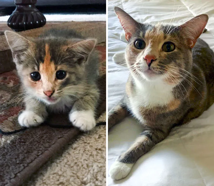 A Year Ago, Someone Dumped This Sweetheart On The Road, And Luckily I Found Her Before She Was Hit By A Car. Now Look At My Sweet Kitty
