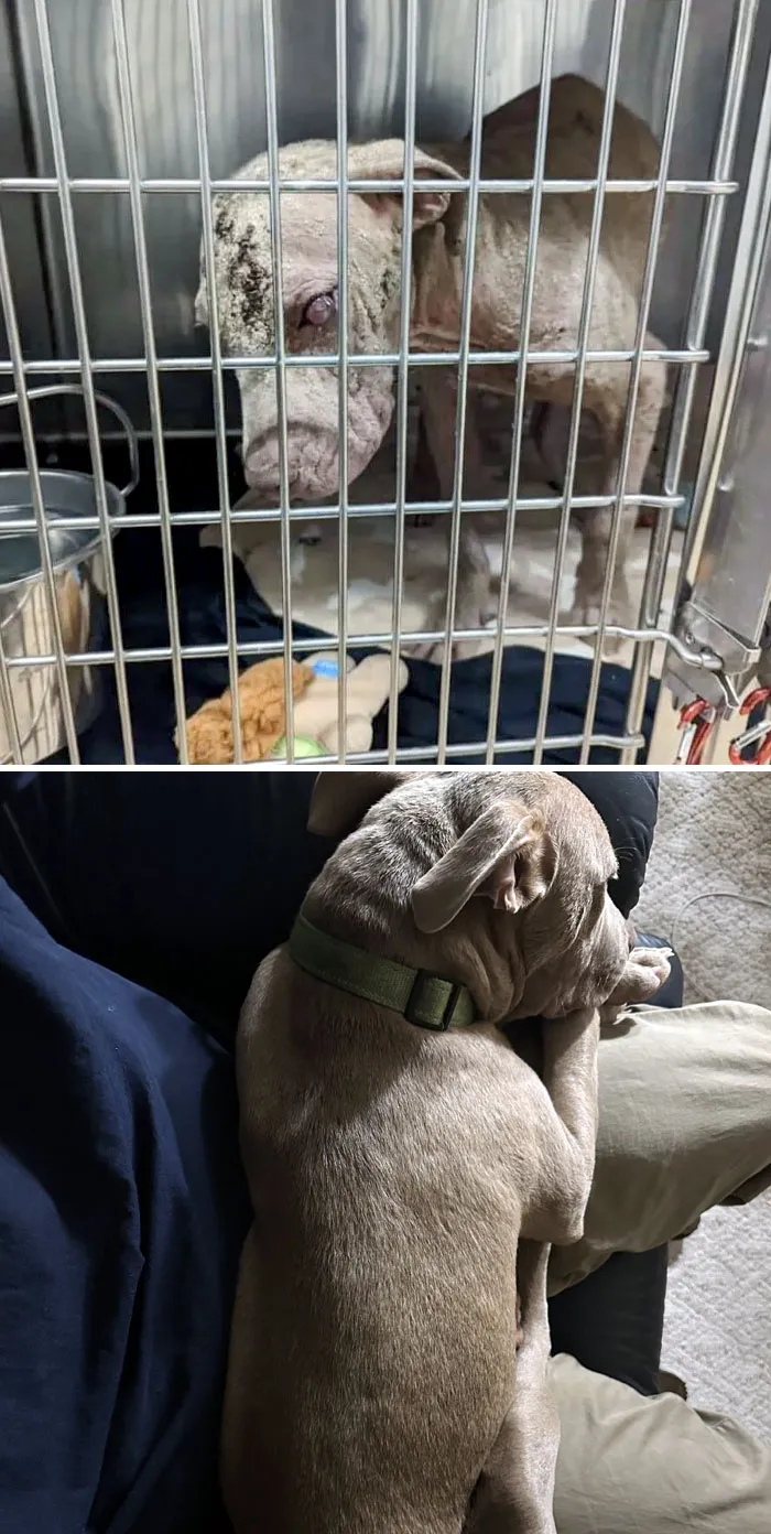 Bodhi When Local Organization Found Him vs. This Morning