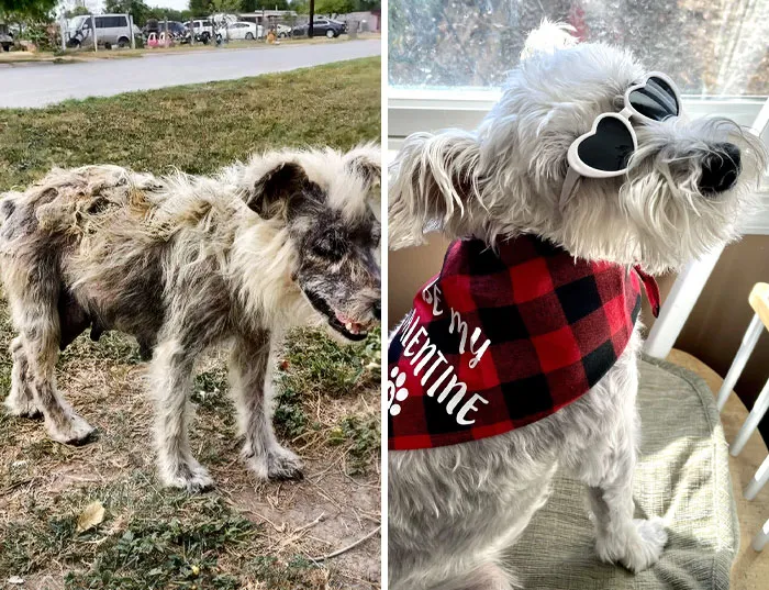 Before vs. After. When I Got My Baby, She Was Stinky, Raggedy, And Scared, But Now She Is Beautiful