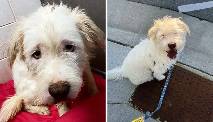 From Scared Of Everything To A Cuddly Dog. When We Got Him, He Was Unsocialized, So We Had To Start From Square One With Him In All Aspects
