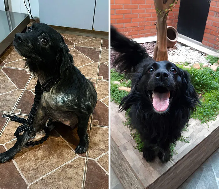 Before vs. After Victoria Was Rescued. She Was Malnourished, With Mange And Extreme Fear And Separation Anxiety. A Year Later, She's Happily Adopted And Healthy