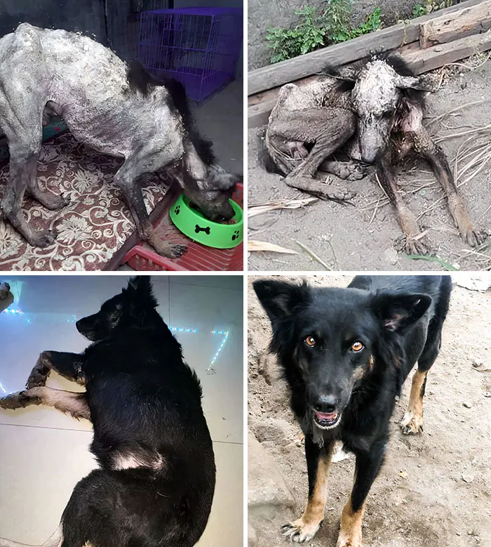 The First Time I Saw Norkis, He Was In Bad Shape. He Had Owners Who Said That Dog Was Old, Sick, And Waiting For His Time. I Wanted To Rescue Him And Give Him A Good Life