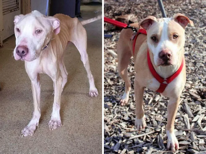 Joker Was A Bait Dog For I Don't Know How Long. It Amazes Me That From The Moment I Met Him, All He Needed Was Love To Heal