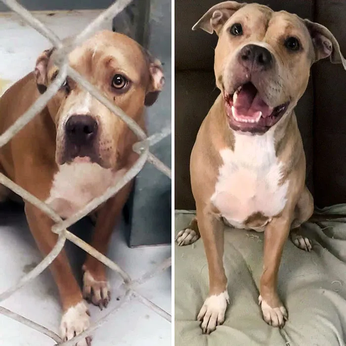 I Rescued This Sweet Girl Before Her Euthanization. I Wasn't Going To Get Her Because I Was Still Mourning My Dog, But I Couldn't Stop Thinking About Her