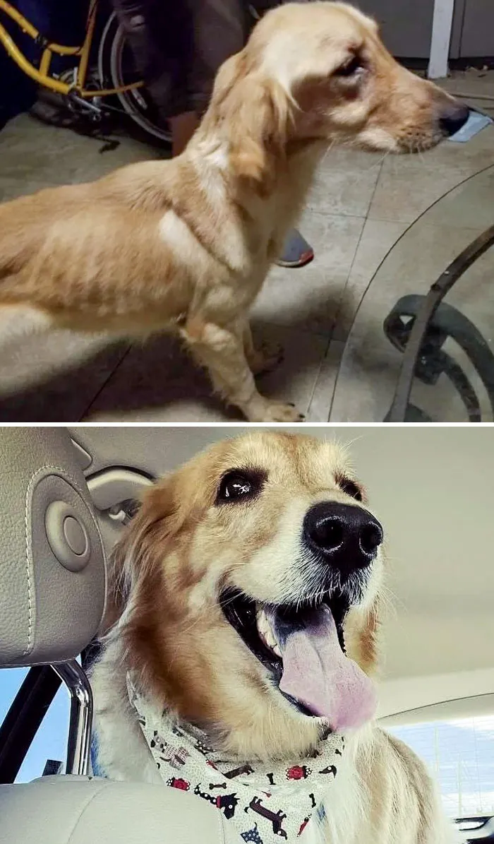 Honey, My Foster Puppy. We Found Her Starving On The Street With Urine Stains. We Think She Was In A Crate And Starved. But Now She's Gorgeous And Happy