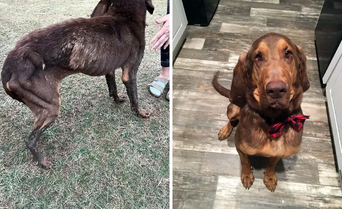I Just Wanted To Show Off My Moochie, My Pride, And Joy. He Was Used In A Puppy Mill As A Stud For Five Years While Also Being Starved. Before vs. After