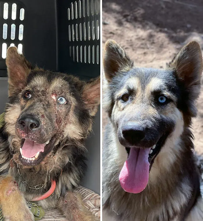 I Found This Beautiful Dog Eight Months Ago. Before vs. After