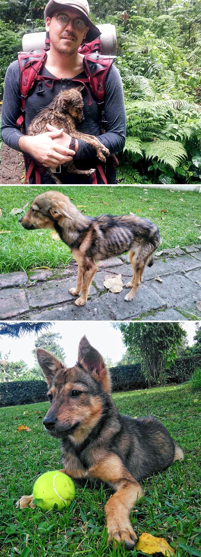 I Found A Dog In The Jungle
