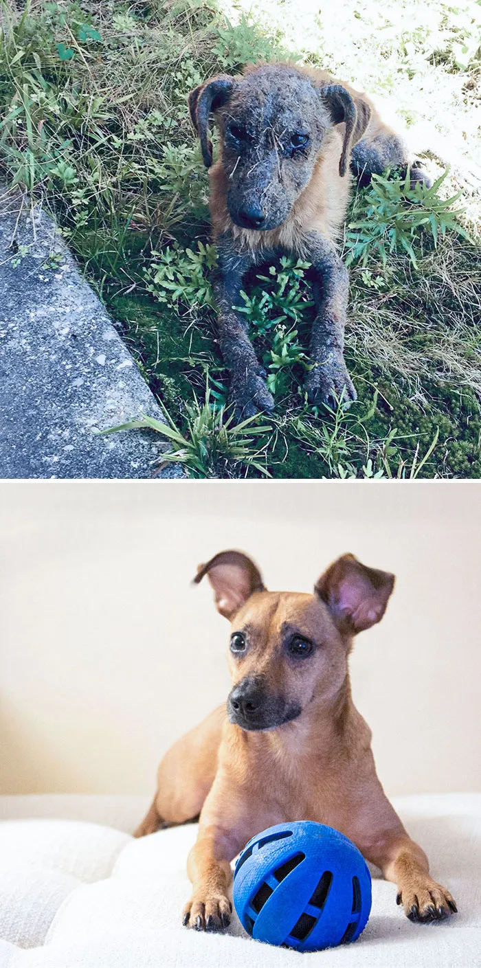 I Found Him On This Day In 2016. He Had Mange, A Skin Infection, And Was Severely Dehydrated. After A Few Days, His Condition Improved, And I Could Take Him Home