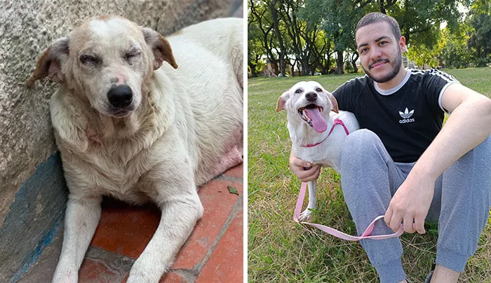 This Dog Was Dying In A Shelter, And My Boyfriend Was Going Through Depression Due To His Cancer. Today My Boyfriend Beat Cancer, And She Is Our New Family Member