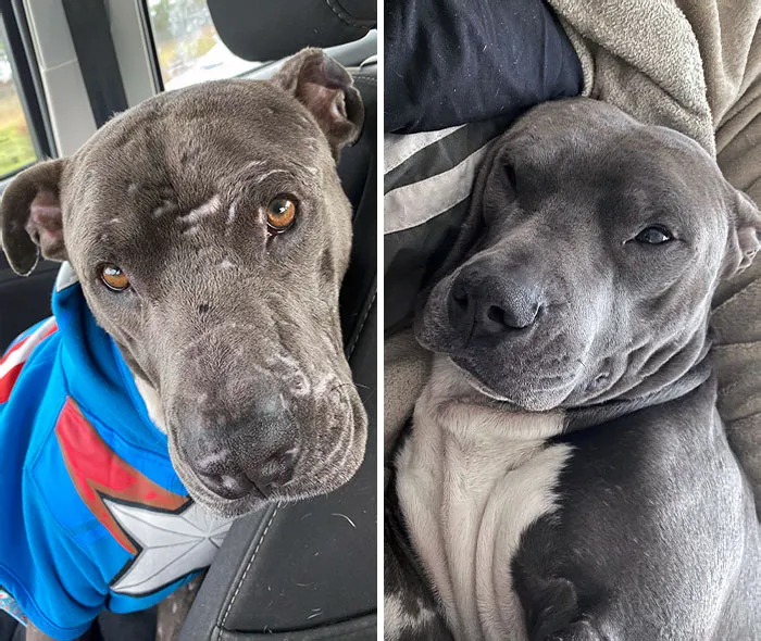 I Rescued This Very Good Boy, Arnold. He Looks So Handsome In His Sweater
