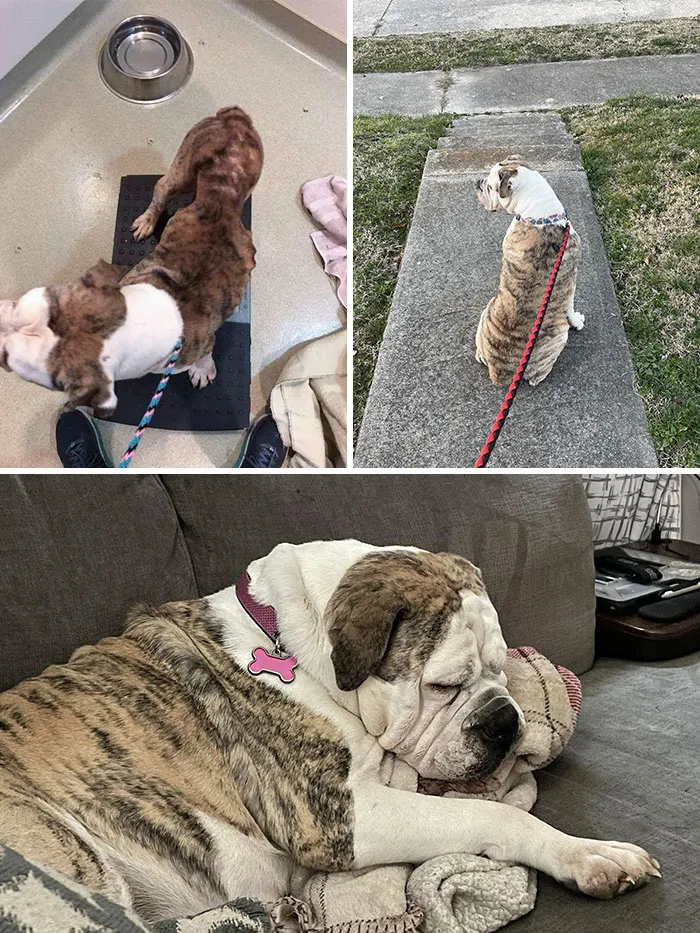 My Wife And I Saw A Post About Her And Her Puppies Needing A Foster Home
