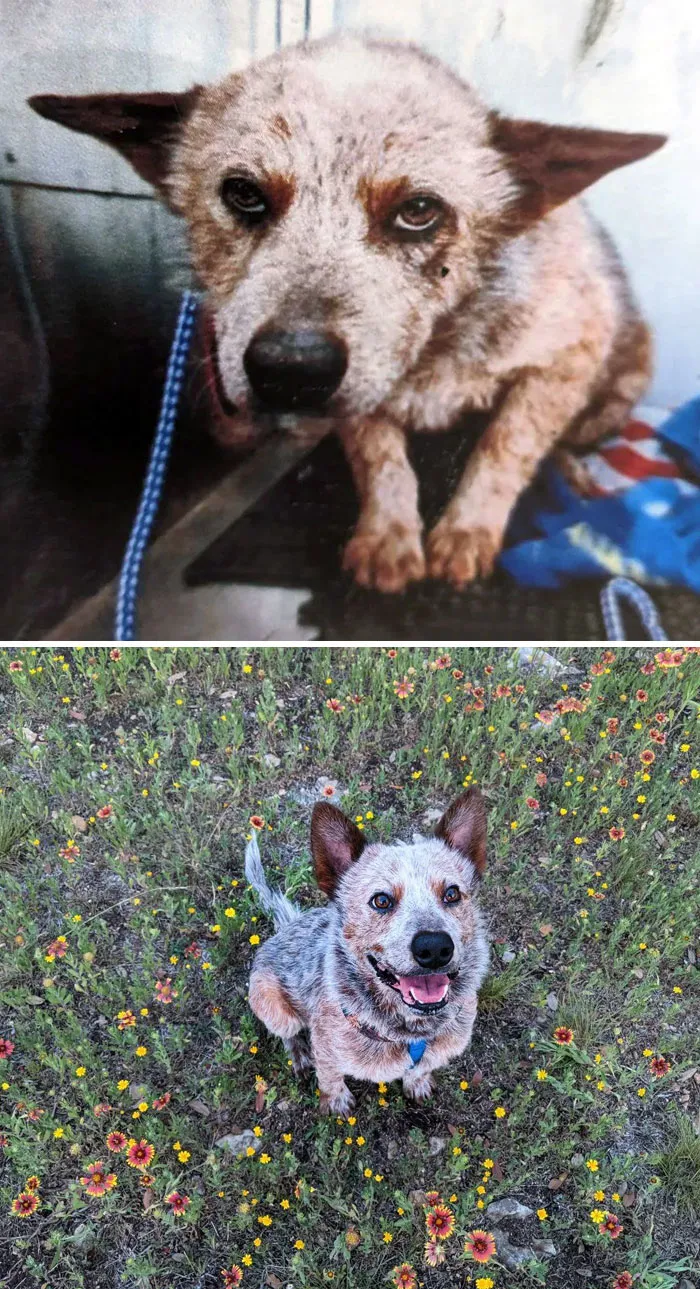 This Is Brisket. The First Time We Saw Him, He Had A Terrible Flea Allergy And Lost Fur. Despite That, We Still Took Him Home The Next Day After Meeting Him