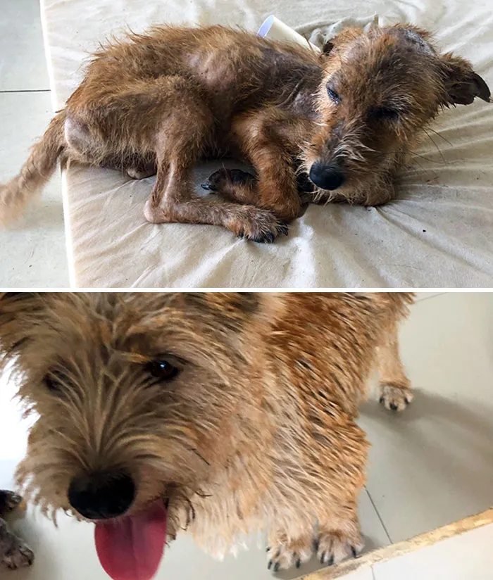 Booduk's 1st Day When I Found Her In A Trash Pile vs. 3 Months Later