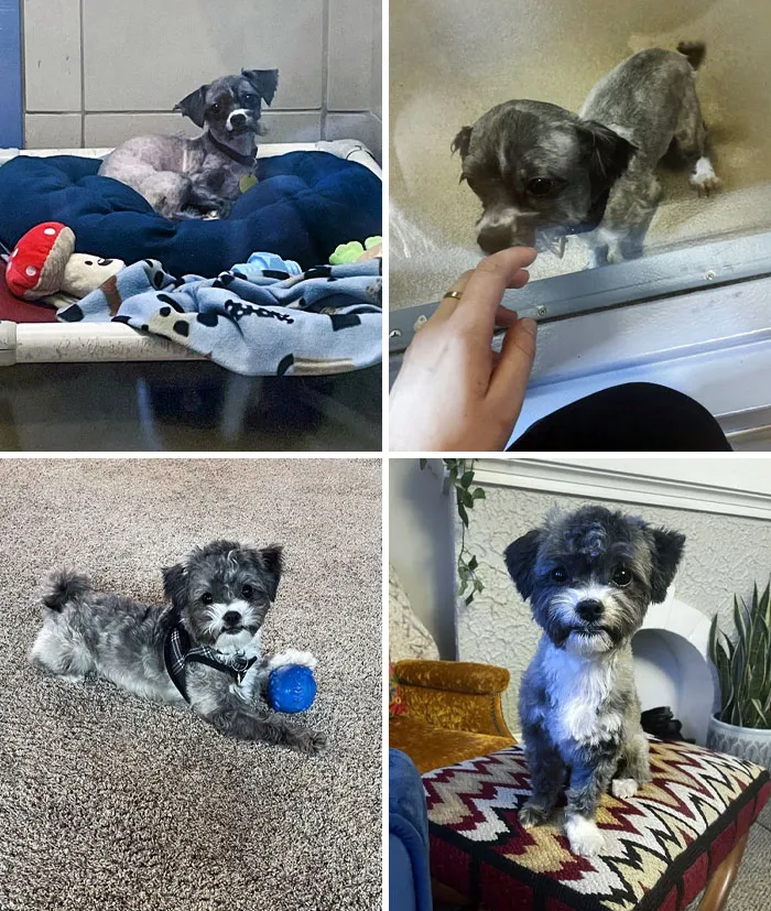 A Family Surrendered This Baby Who Had Him For 8.5 Years. It Took Him Some Time To Open Up, And Now He's So Much More Confident