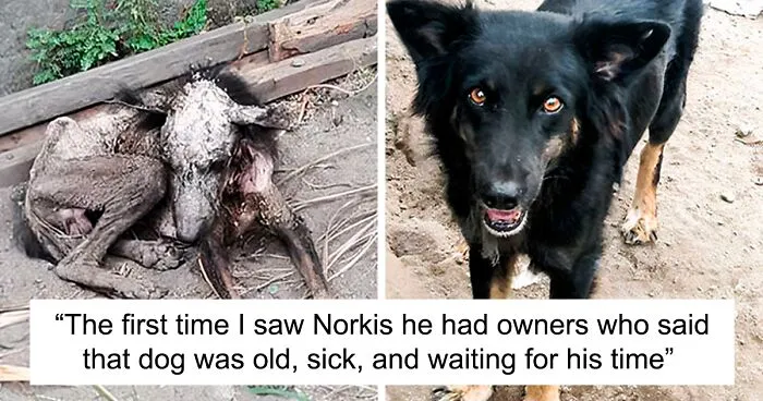 50 Pics Of Dogs Who Were Saved From Awful Conditions And Got A Second Chance In Life (New Pics)