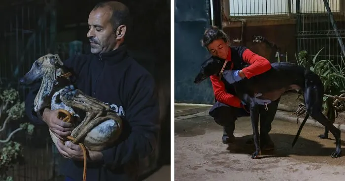 After Spending 10 Days In A Shelter With 500 Dogs, I Decided To Bring Some Of These Rescues With Me Back To The US
