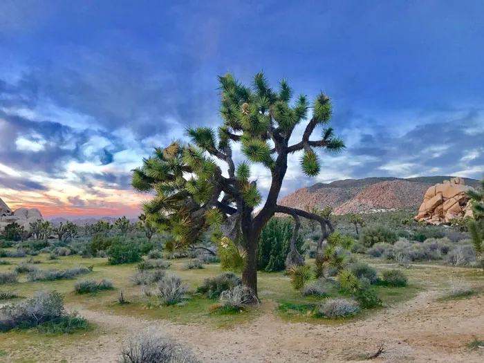 Joshua Tree National Park, California
