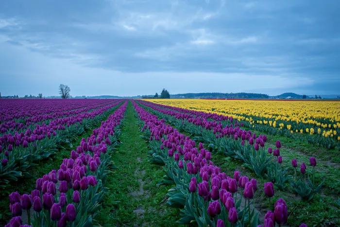 Skagit Valley, Washington