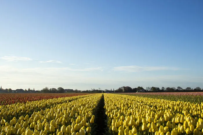 Lisse, Netherlands