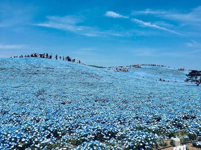 Hitachi Seaside Park, Hitachinaka, Japan