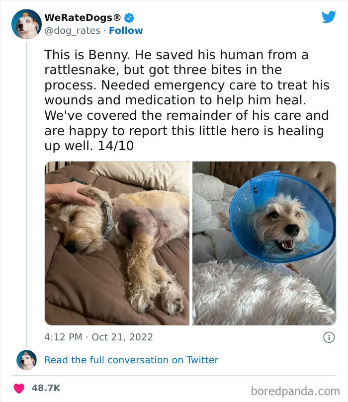 The “We Rate Dogs” Twitter Account With 9M Followers Rates People’s Dogs, And It’s As Hilarious As It Is Wholesome (50 New Pics)