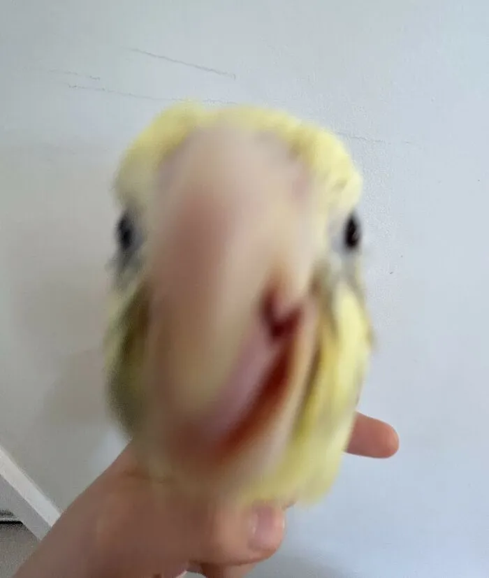 The Baby Bird