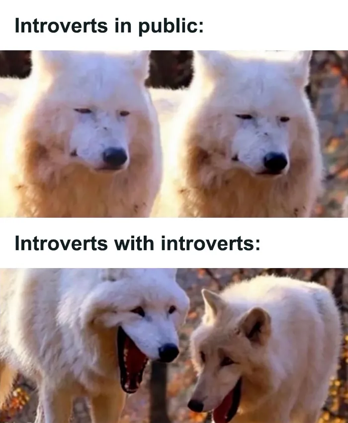 50 Introverts Share Spot-On And Funny Memes About Their Struggles On This Twitter Page