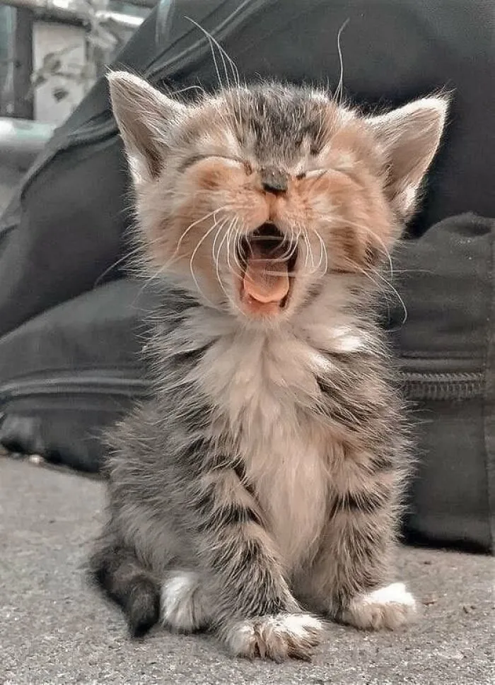 ‘The Council Of Cattos’: 45 Meowtastic Posts To Bring You A Dose Of Feline Goodness