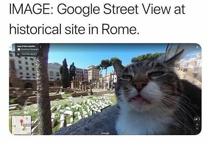 43 Funny Animal Memes, As Shared By This Facebook Page