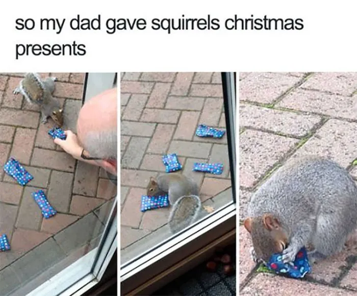 ‘Awkward Animals’: 50 Pics ‘For Animal Lovers Of All Kinds’