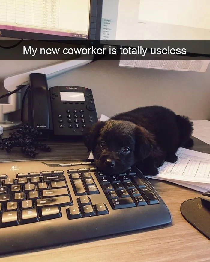 43 Funny Animal Memes, As Shared By This Facebook Page