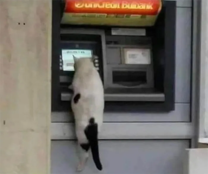 50 Things In Places They Shouldn’t Be That Are Both Hilarious And Concerning (New Pics)