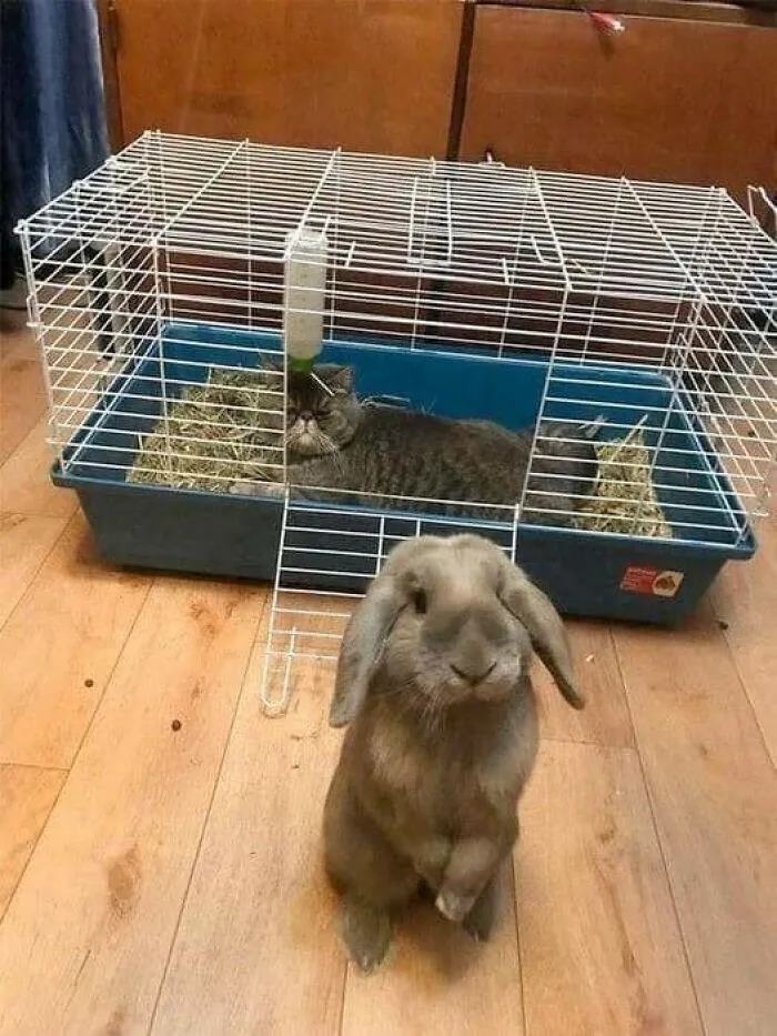 50 Times People Spotted Animals In Places They Shouldn't Be And Just Had To Document It