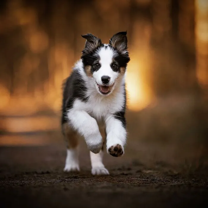 I Captured Dogs On The Run, And The Results Are The Most Adorable Faces Of Joy (30 Pics)