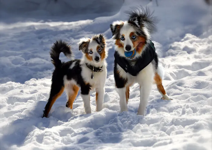 40 Pictures Showing Growth Comparison Of Dogs As Puppies And As Adults In These Combined Photos That I Made