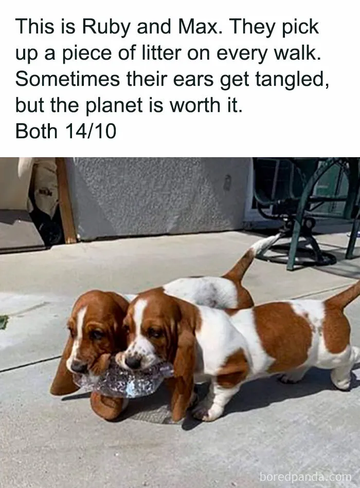 ‘Awkward Animals’: 50 Pics ‘For Animal Lovers Of All Kinds’